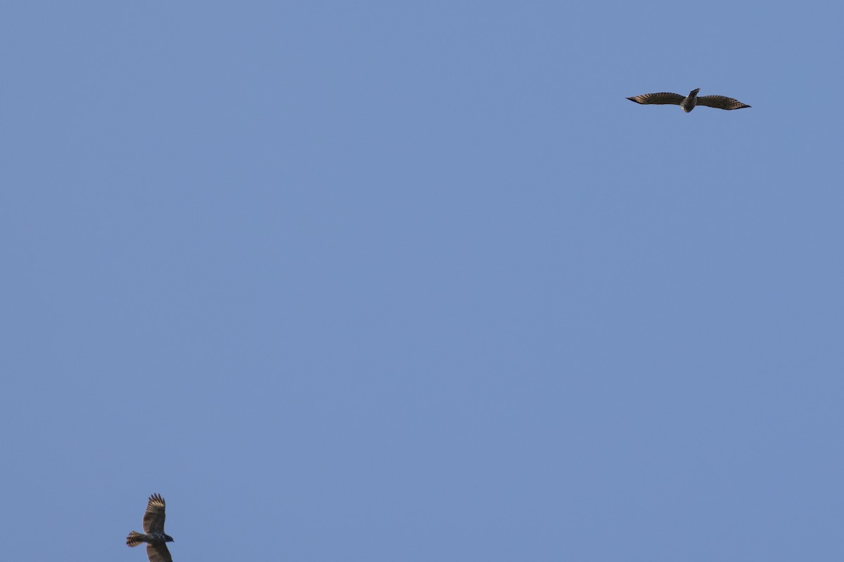 Red-shouldered Hawk - ML642608500