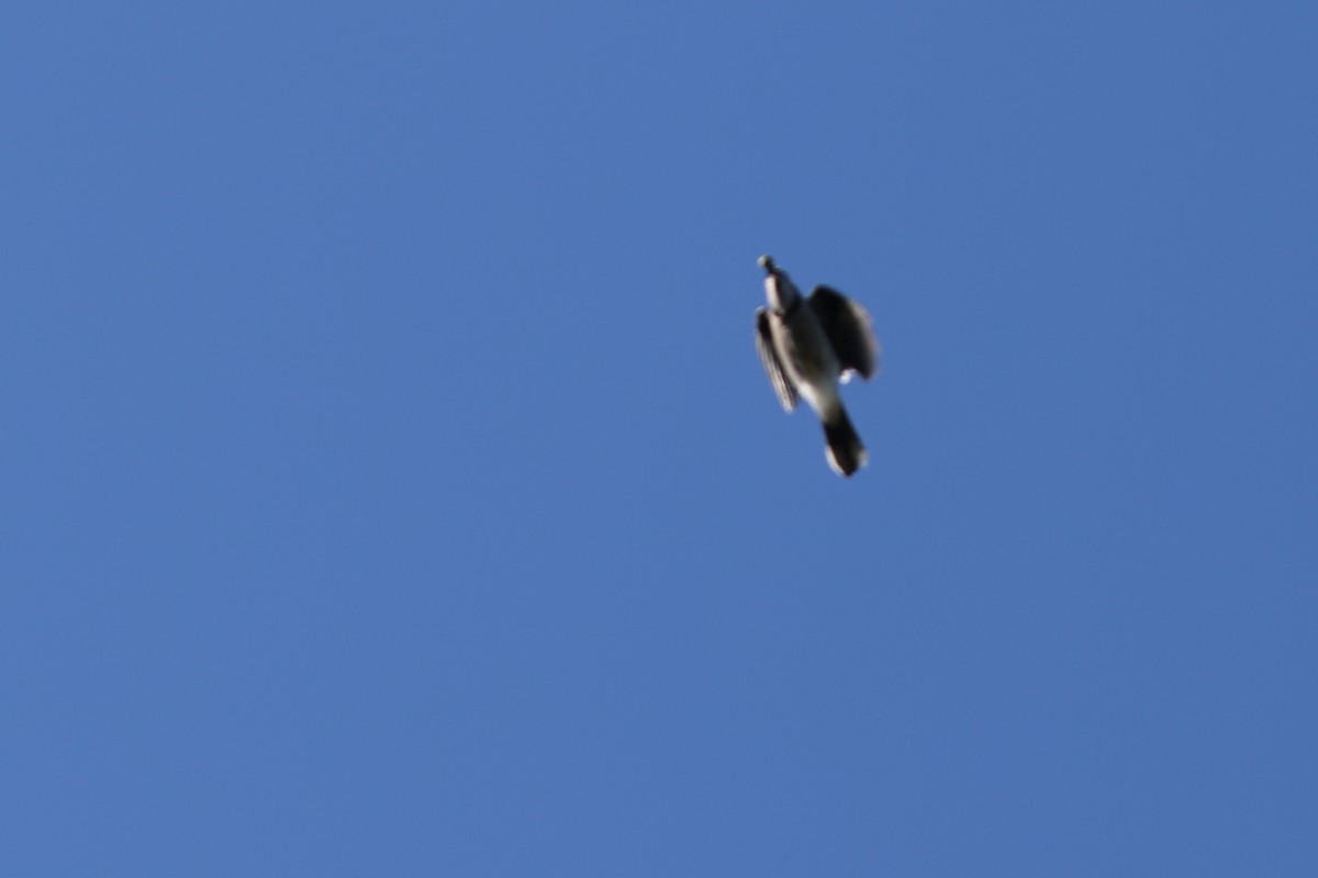 Blue Jay - ML642608502