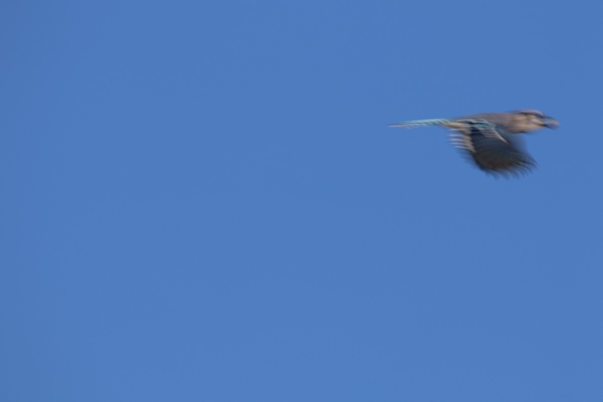 Blue Jay - ML642608504