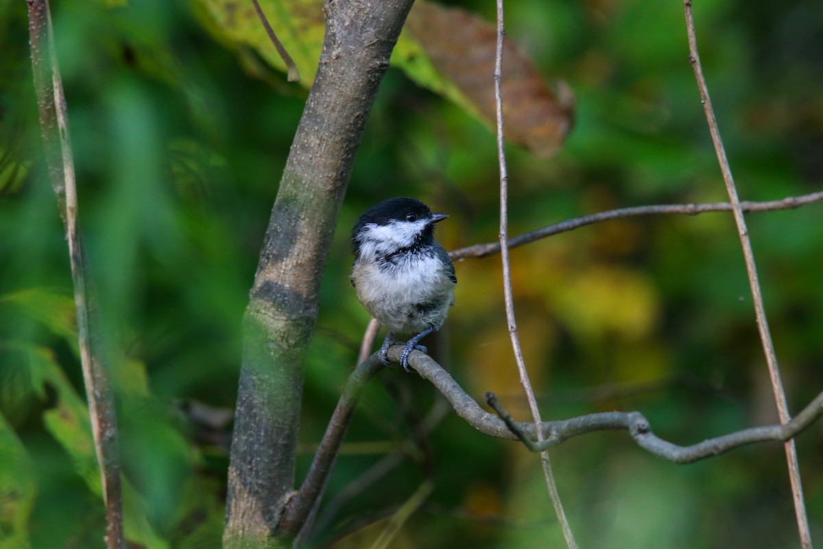 Black-capped Chickadee - ML642608507