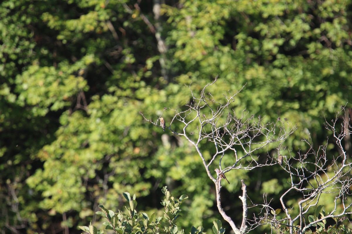 American Goldfinch - ML642608515