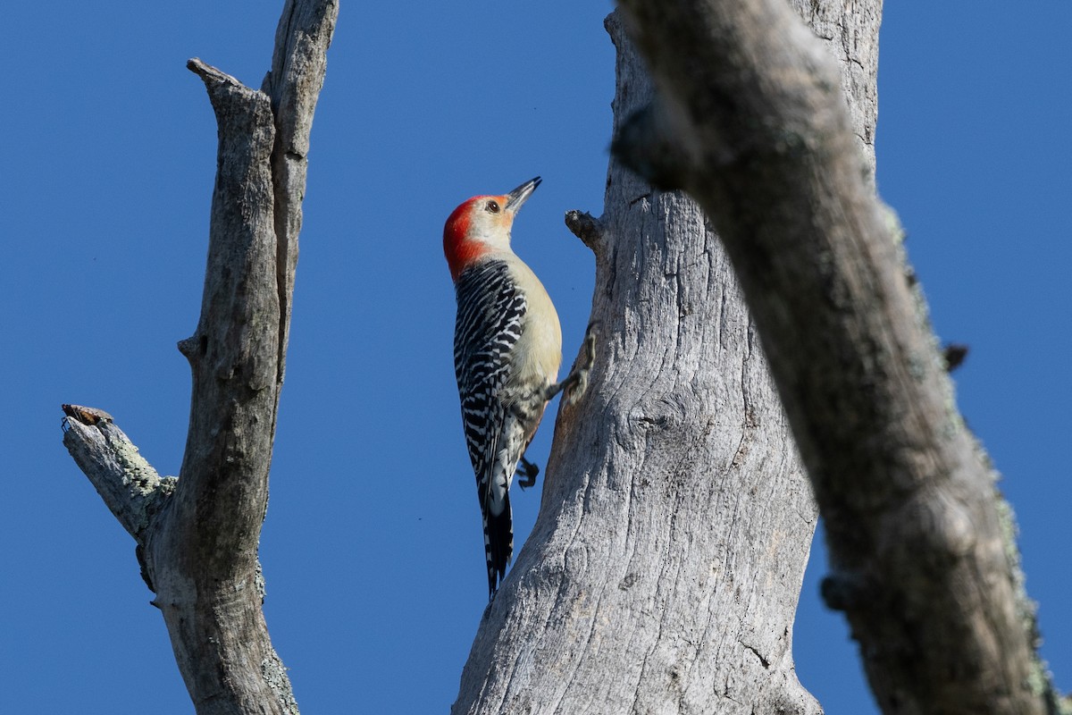Red-bellied Woodpecker - ML642608518