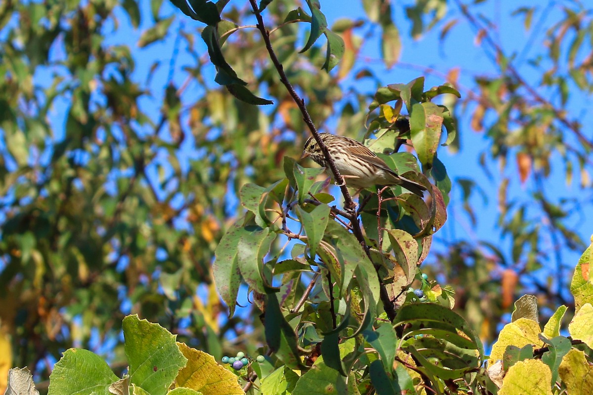 Savannah Sparrow - ML642608525