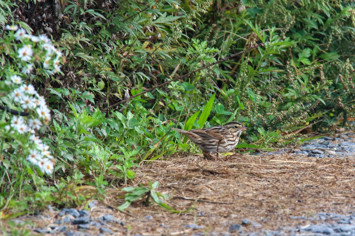 Savannah Sparrow - ML642608527