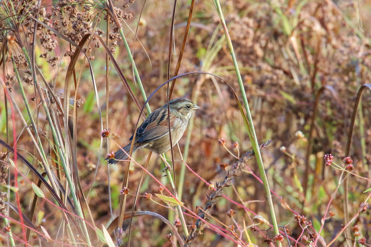 Swamp Sparrow - ML642608537