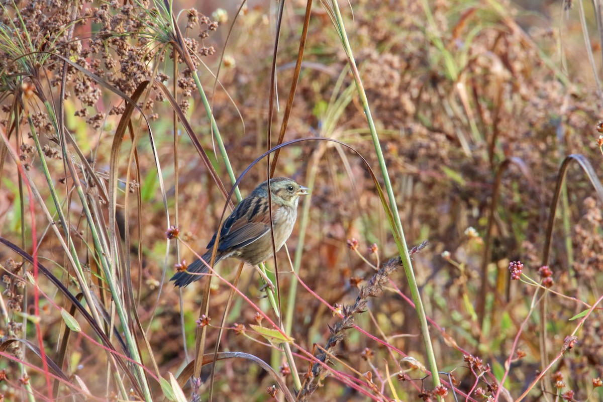 Swamp Sparrow - ML642608538