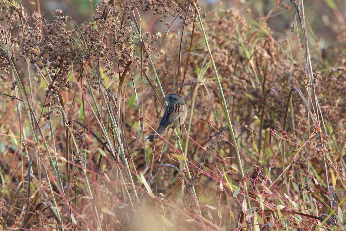 Swamp Sparrow - ML642608539