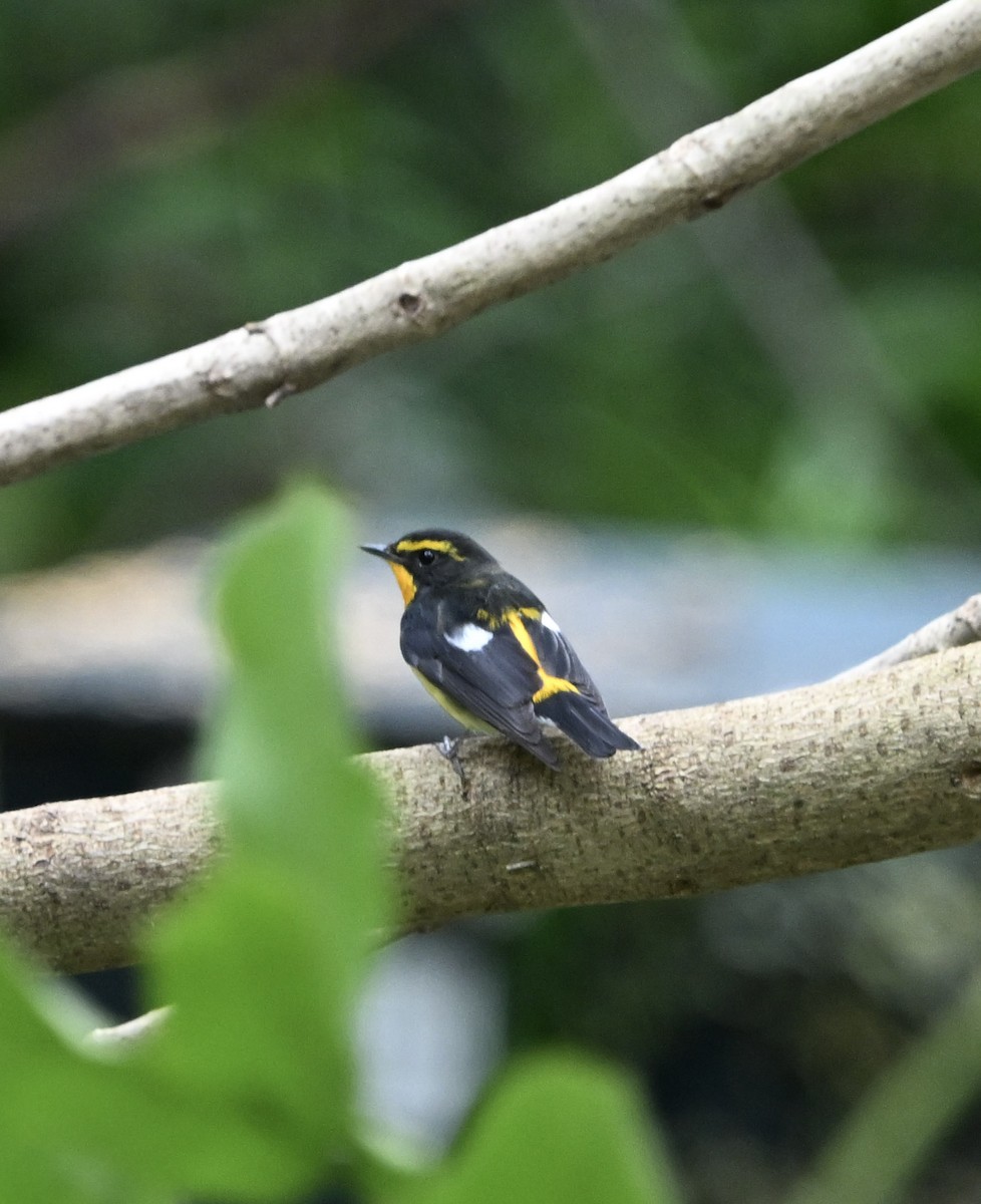 Narcissus Flycatcher - ML642608542