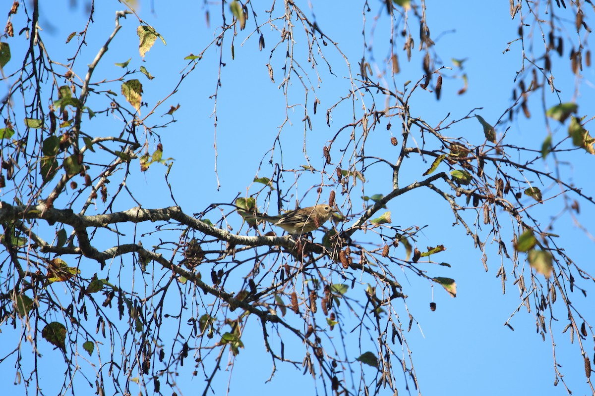 Yellow-rumped Warbler - ML642608544