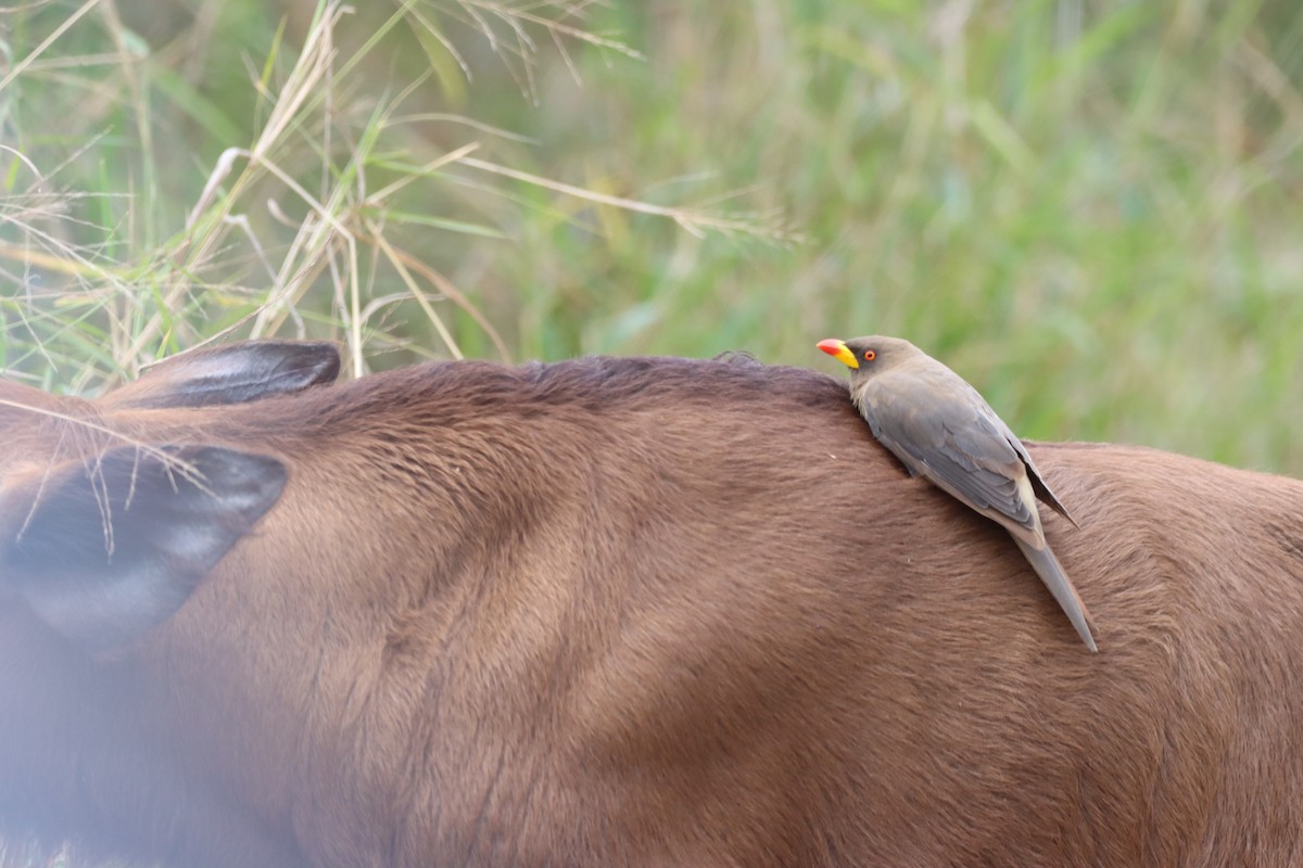 Yellow-billed Oxpecker - ML642608553