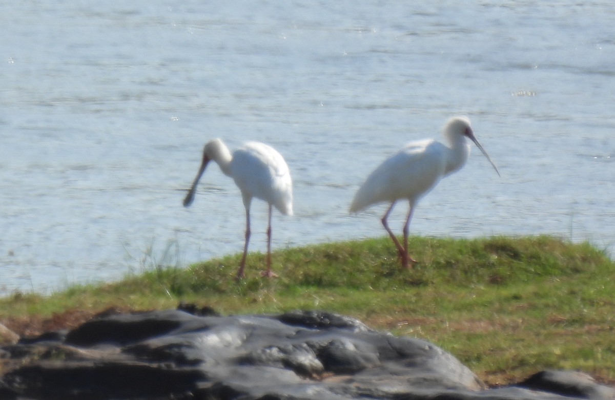 African Spoonbill - ML642608566