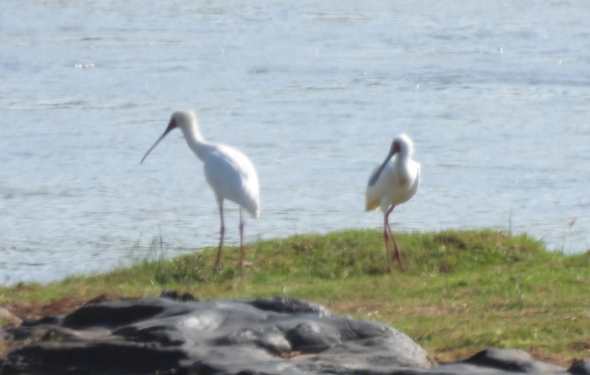 African Spoonbill - ML642608567