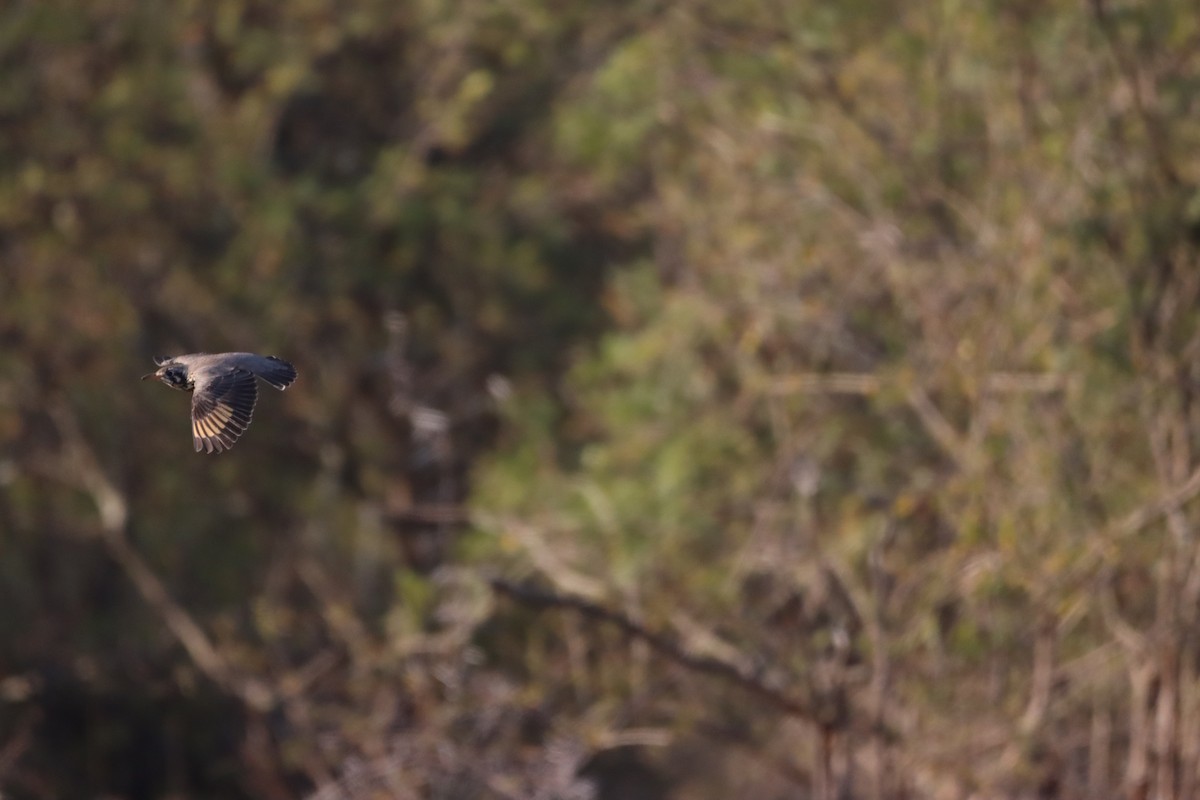 Groundscraper Thrush - ML642608587