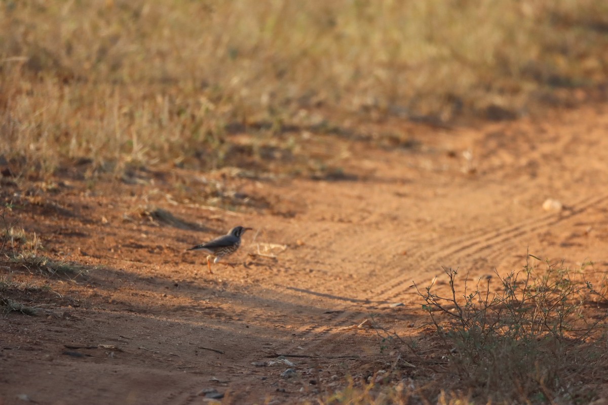 Groundscraper Thrush - ML642608588