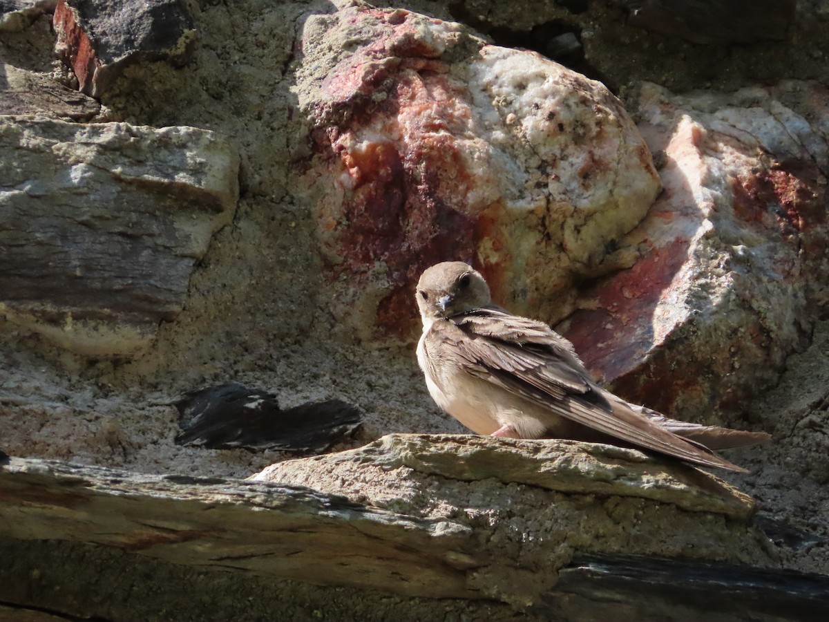Eurasian Crag-Martin - ML642608590