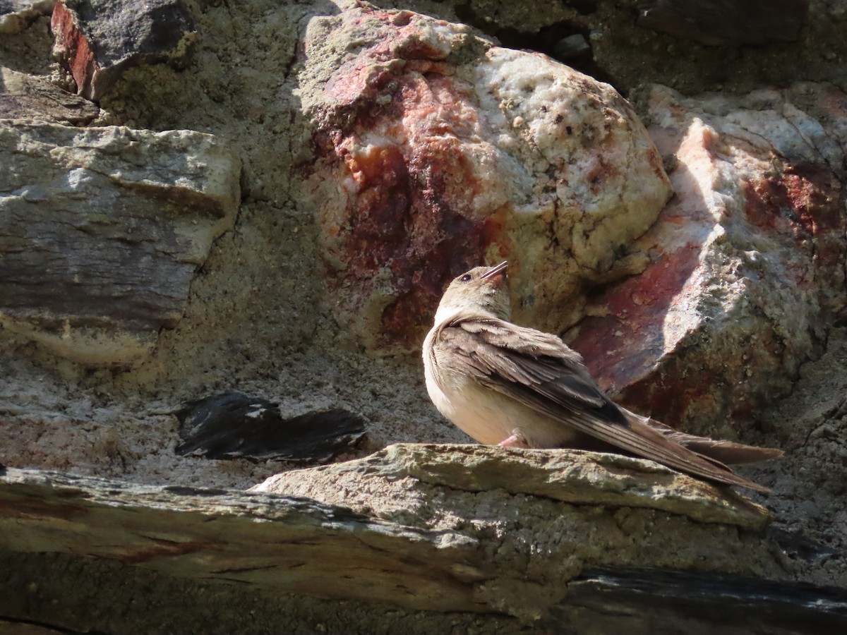 Eurasian Crag-Martin - ML642608591