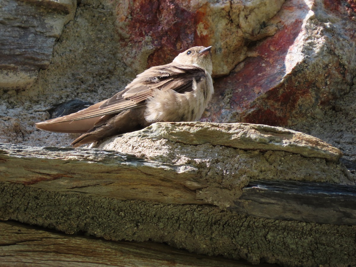 Eurasian Crag-Martin - ML642608592
