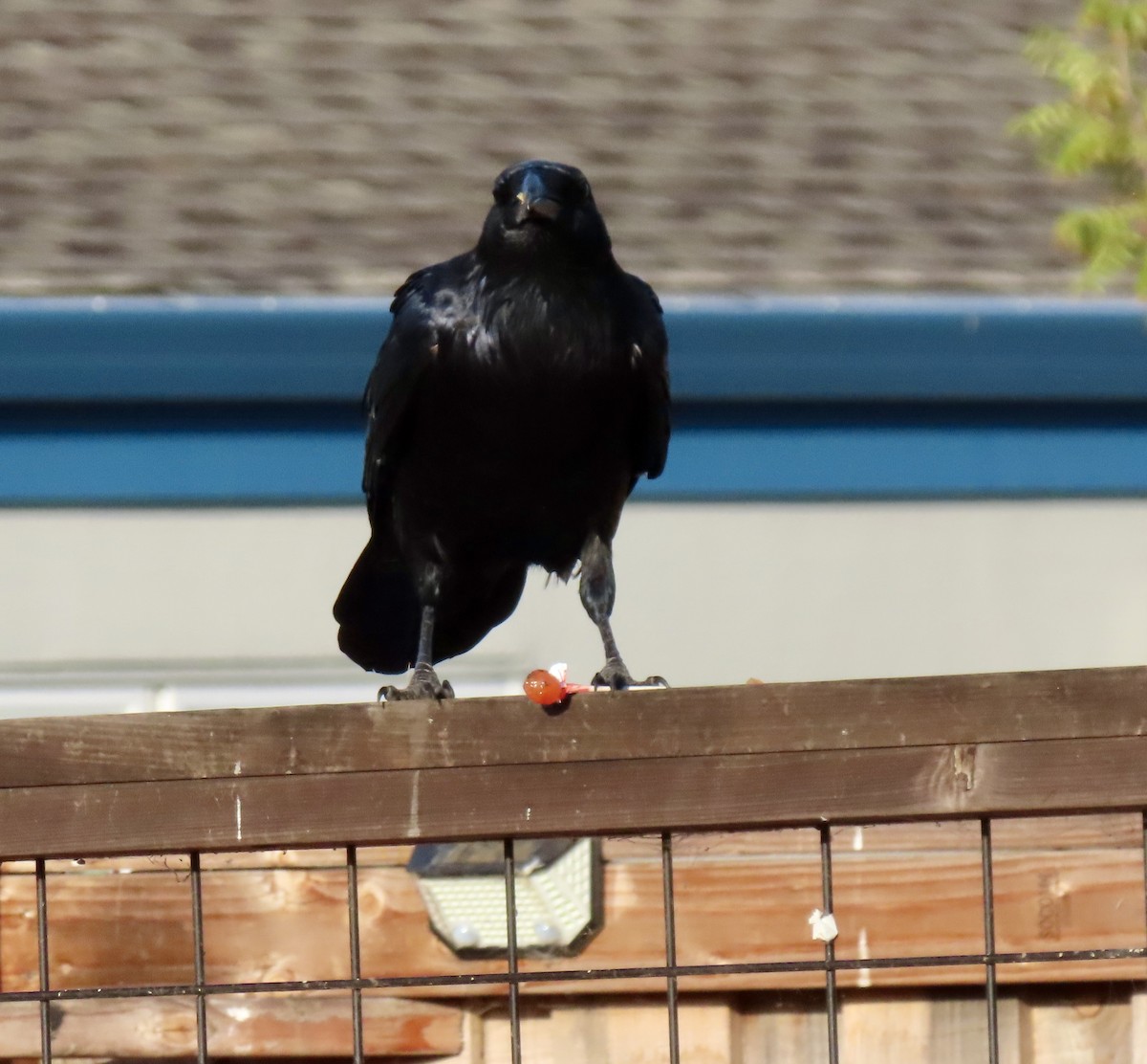 Common Raven - ML642608607