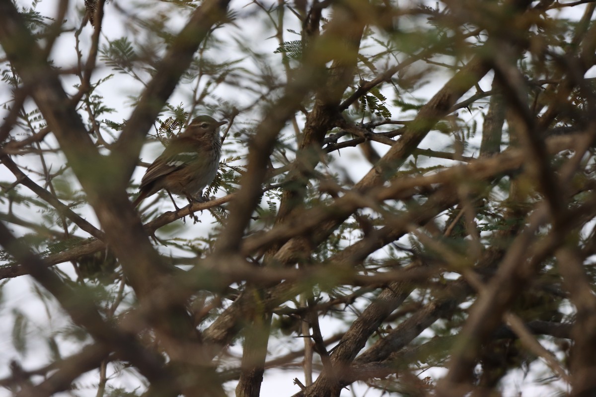 White-browed Scrub-Robin - ML642608608