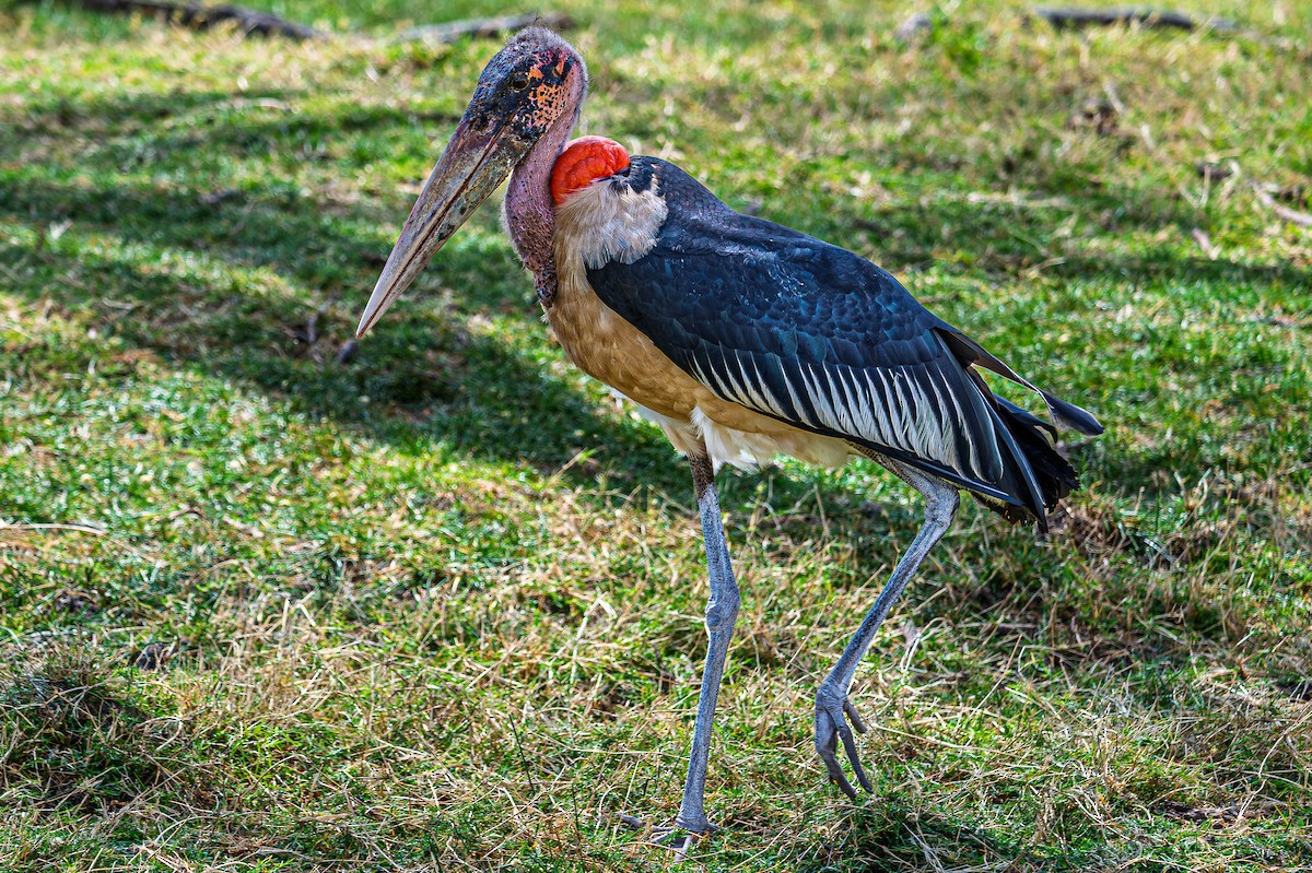 アフリカハゲコウ - ML642608617