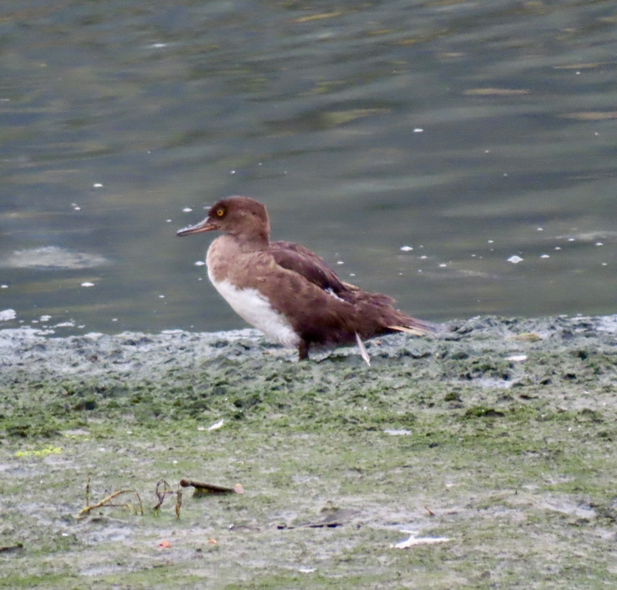 Hooded Merganser - ML642608632