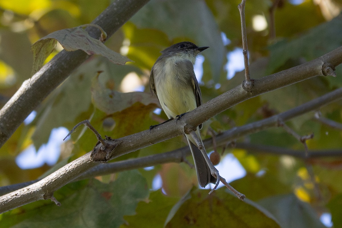 Eastern Phoebe - ML642608633