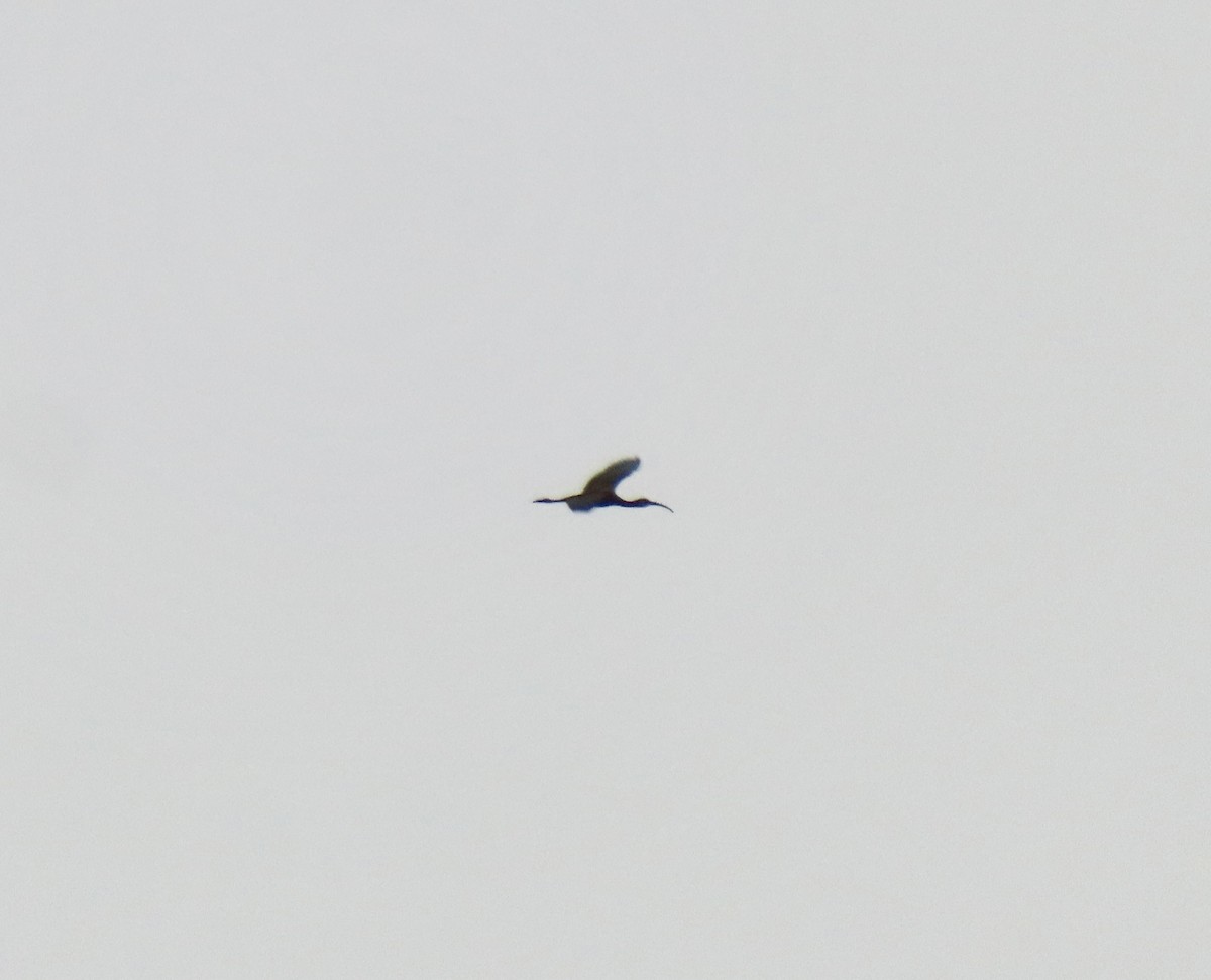 White-faced Ibis - ML642608654