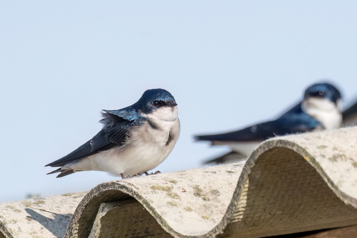 Chilean Swallow - ML642608659