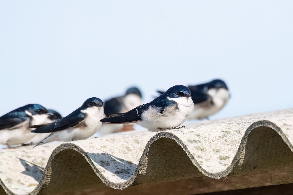 Chilean Swallow - ML642608660