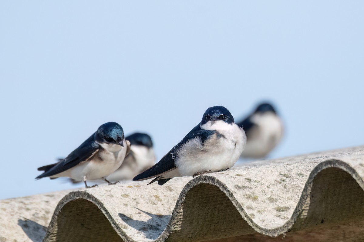 Chilean Swallow - ML642608661