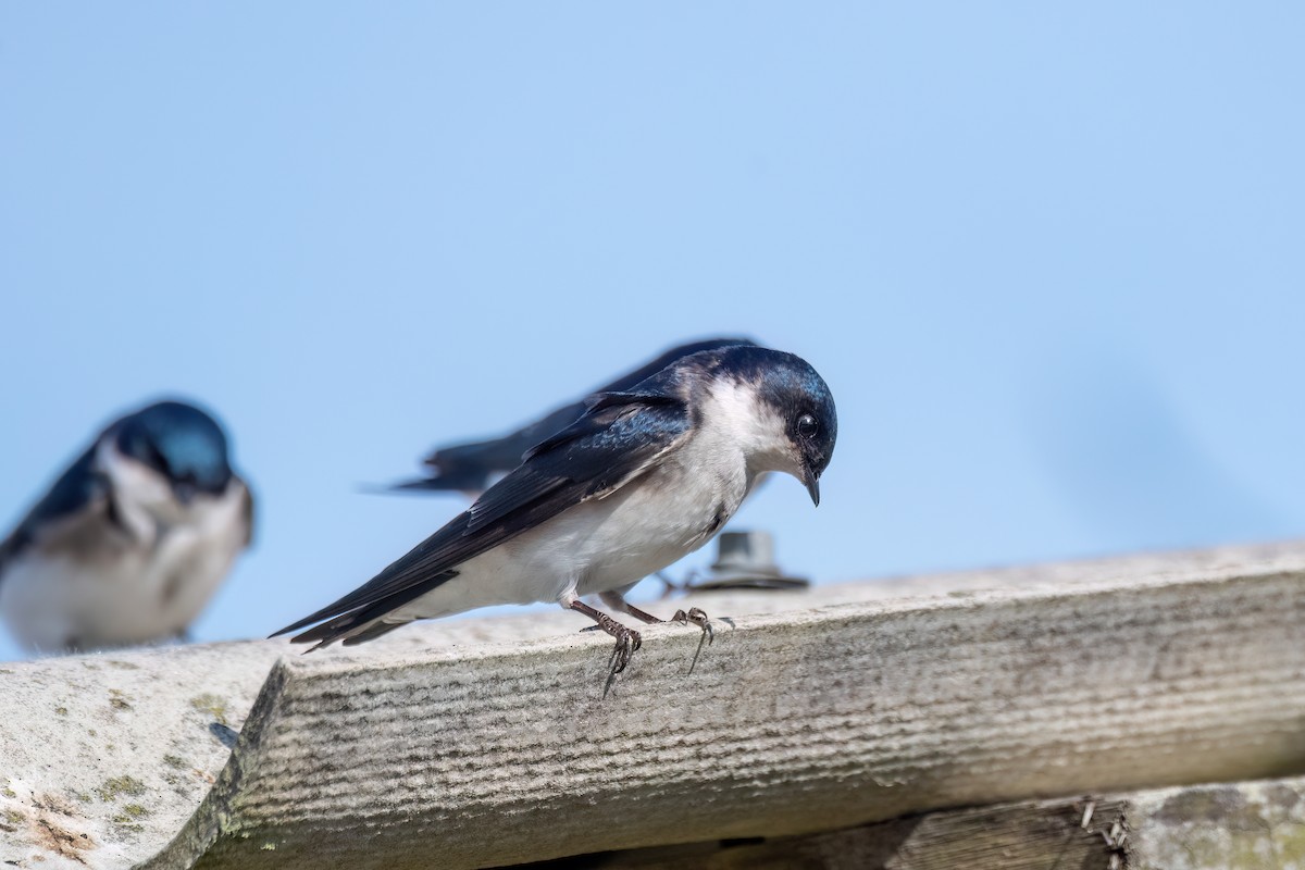 Chilean Swallow - ML642608662