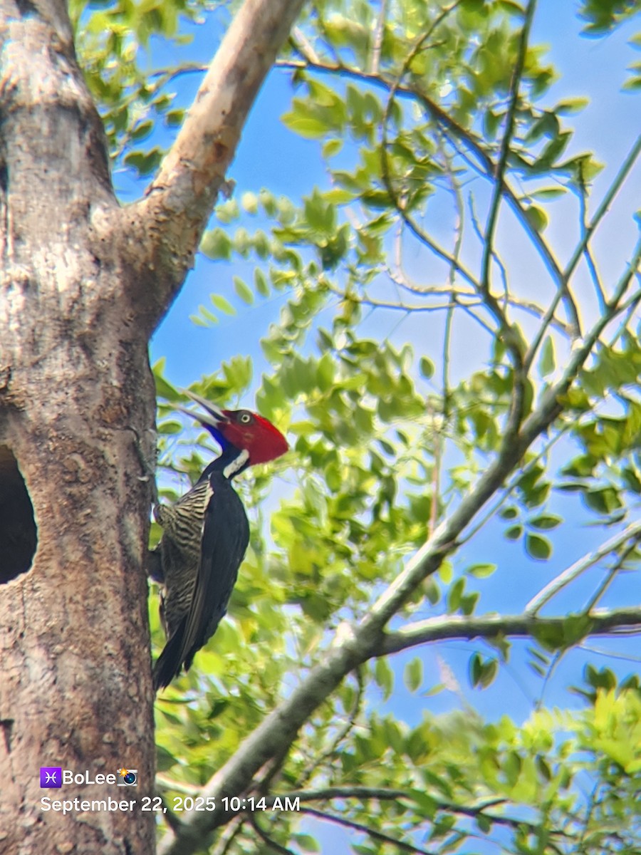 Pale-billed Woodpecker - ML642608669