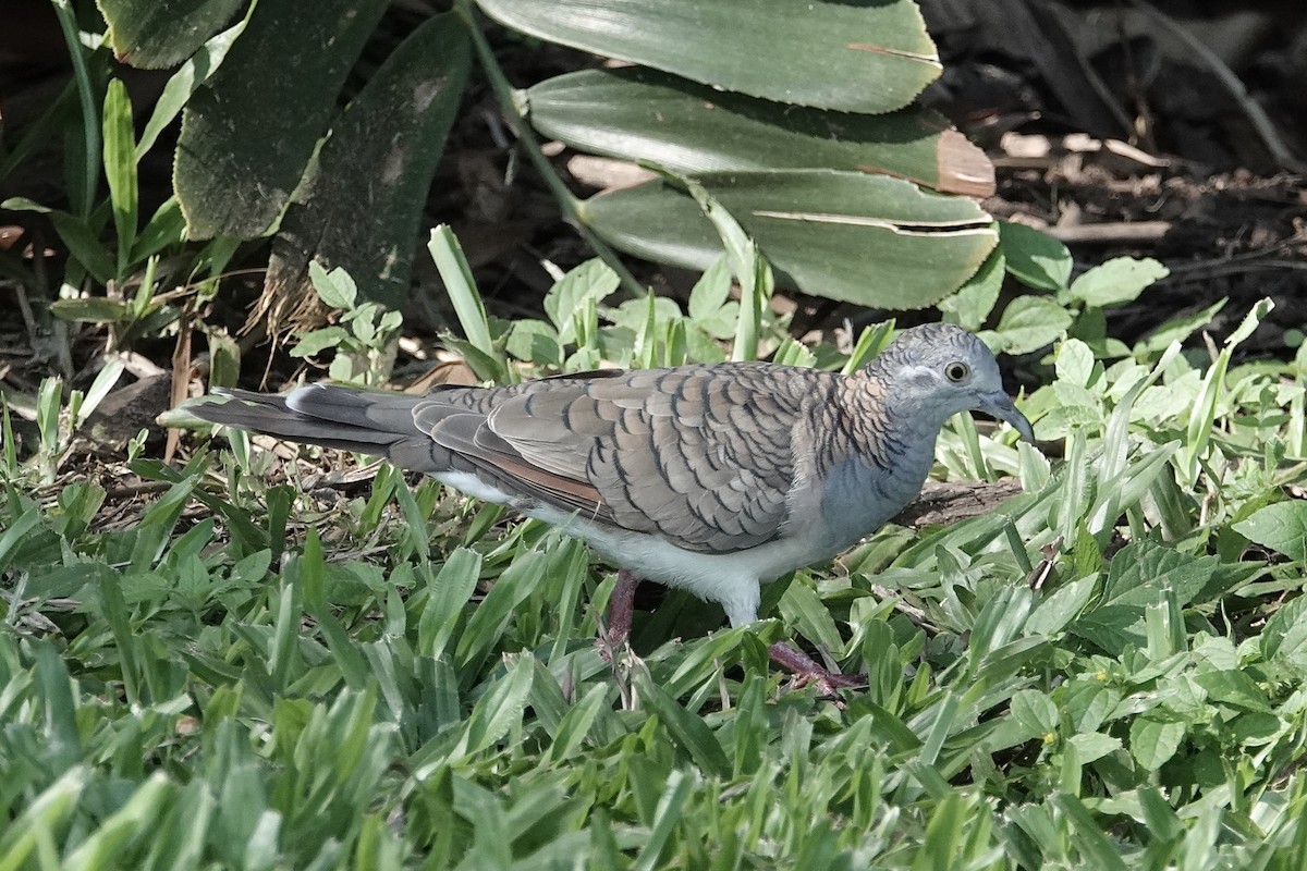 Bar-shouldered Dove - ML642608679