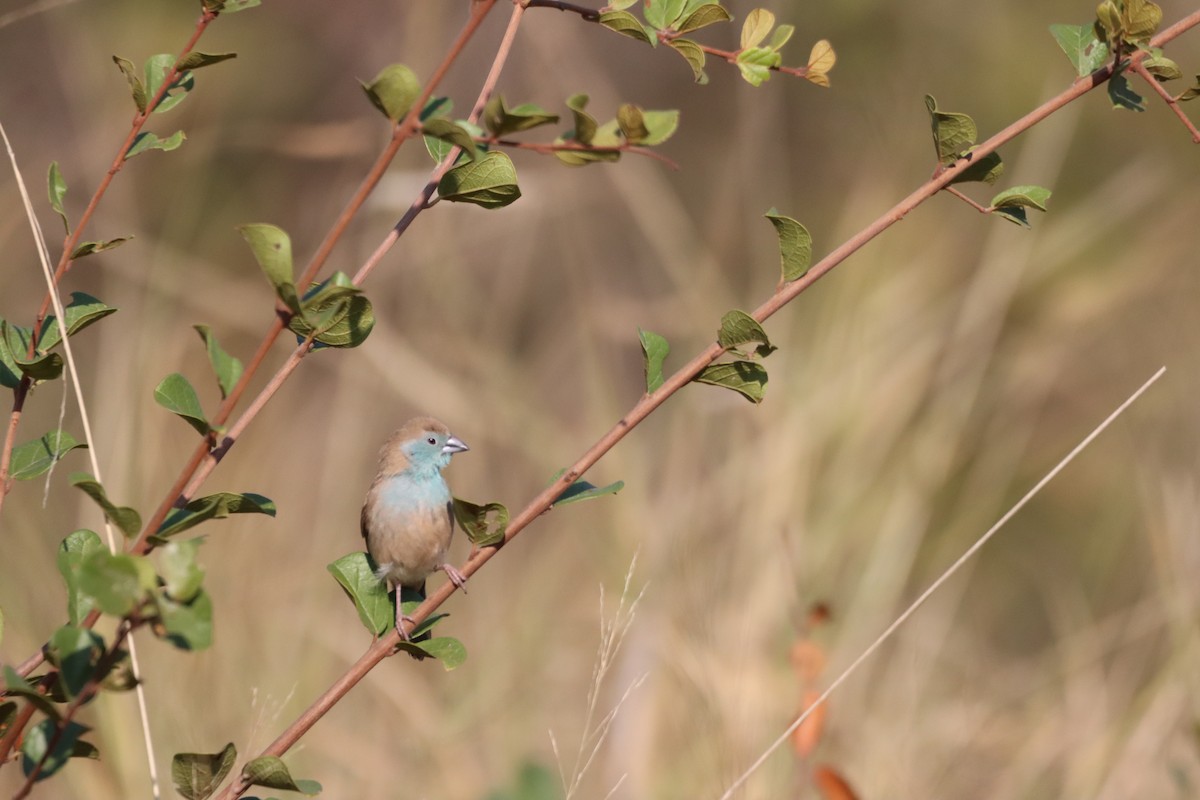 Southern Cordonbleu - ML642608703