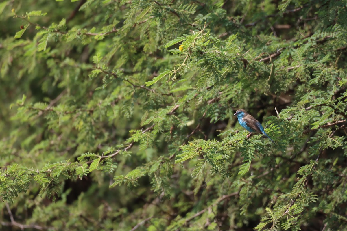 Southern Cordonbleu - ML642608704