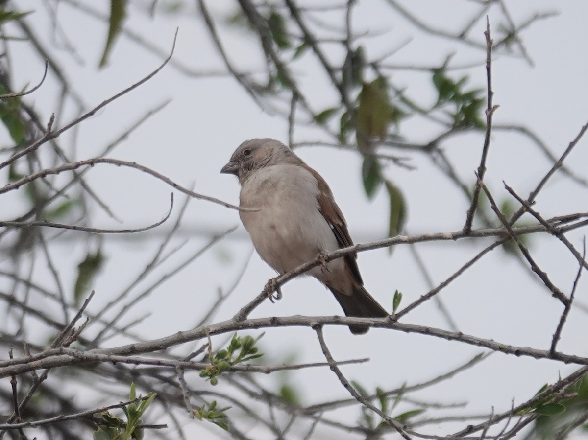 Southern Gray-headed Sparrow - ML642608705