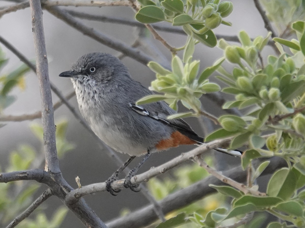 Chestnut-vented Warbler - ML642608711