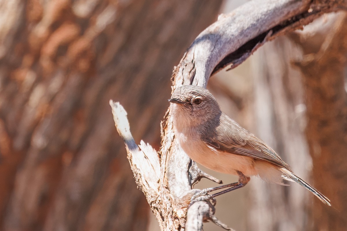 Slaty-backed Thornbill - ML642608751