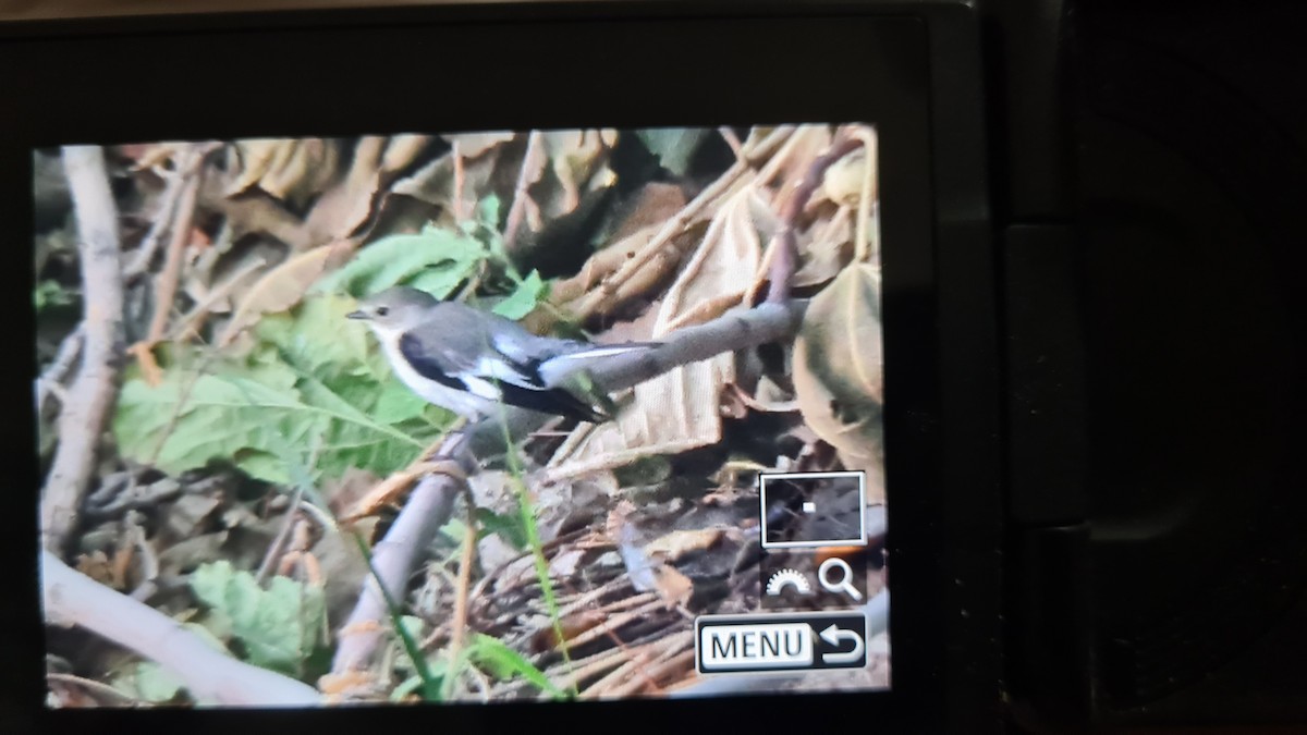 Collared Flycatcher - ML642608775