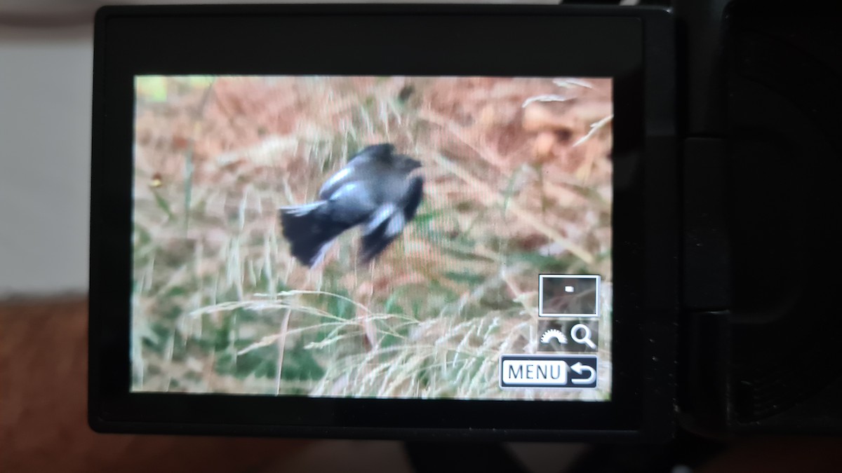 Collared Flycatcher - ML642608776