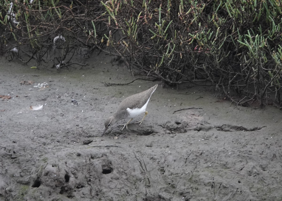 Spotted Sandpiper - ML642608780