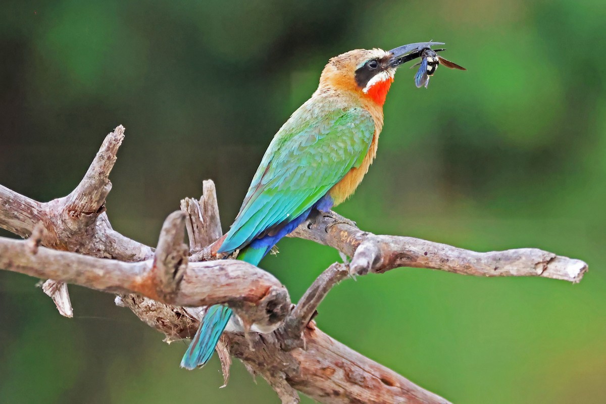 White-fronted Bee-eater - ML642608782