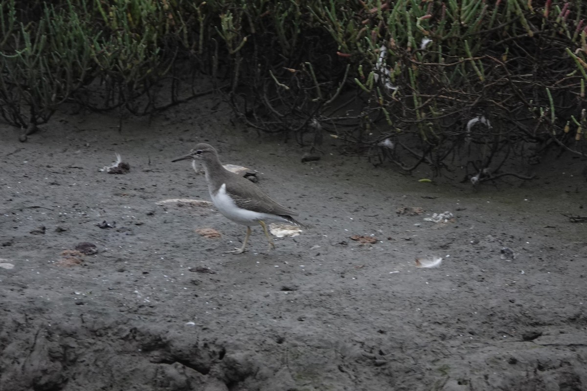 Spotted Sandpiper - ML642608783