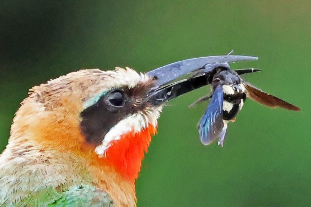 White-fronted Bee-eater - ML642608784