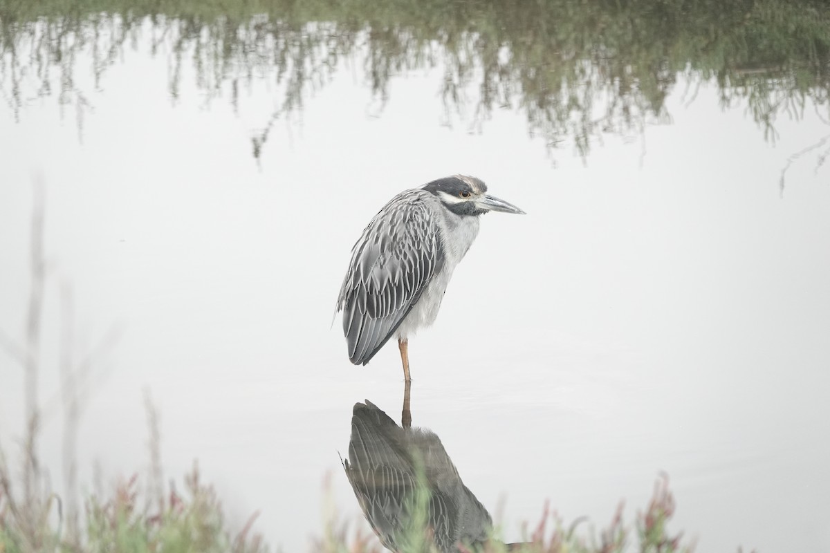 Yellow-crowned Night Heron - ML642608800