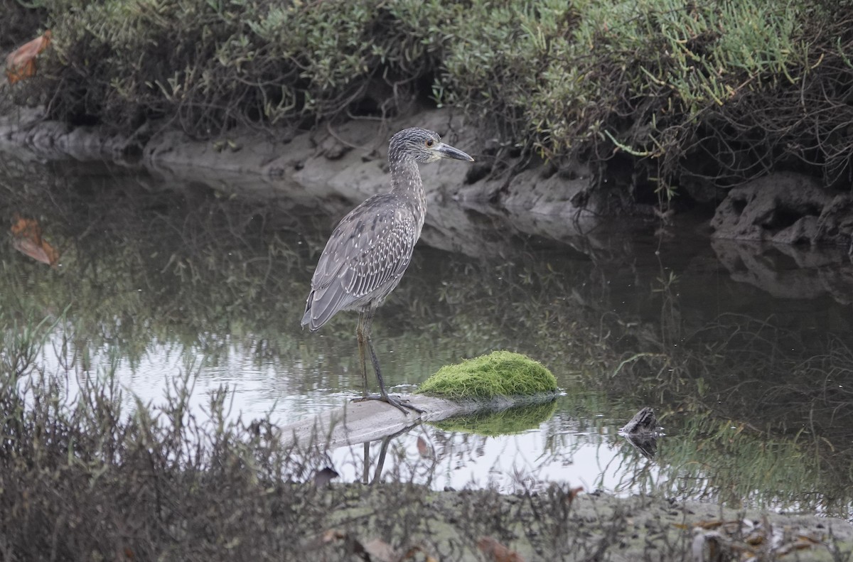 Yellow-crowned Night Heron - ML642608805