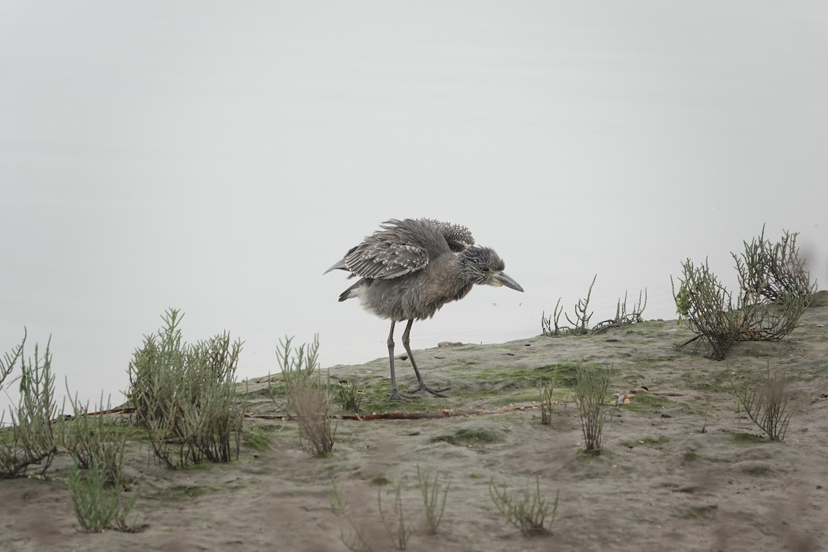 Yellow-crowned Night Heron - ML642608811