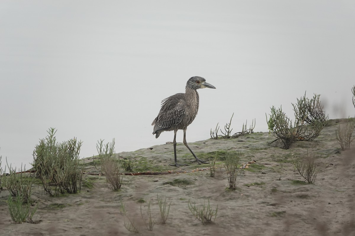Yellow-crowned Night Heron - ML642608828
