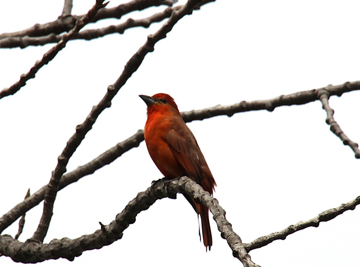 Hepatic Tanager - ML642608843