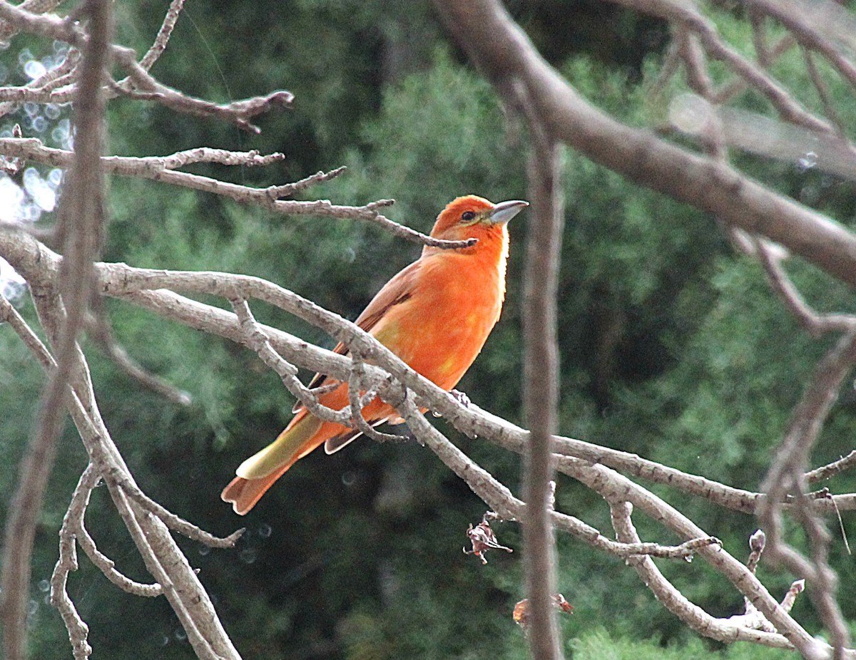 Hepatic Tanager - ML642608844